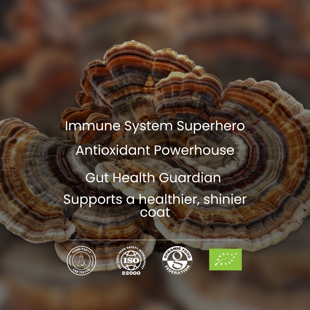 Close-up of a mushroom with text highlighting its health benefits on a dark background