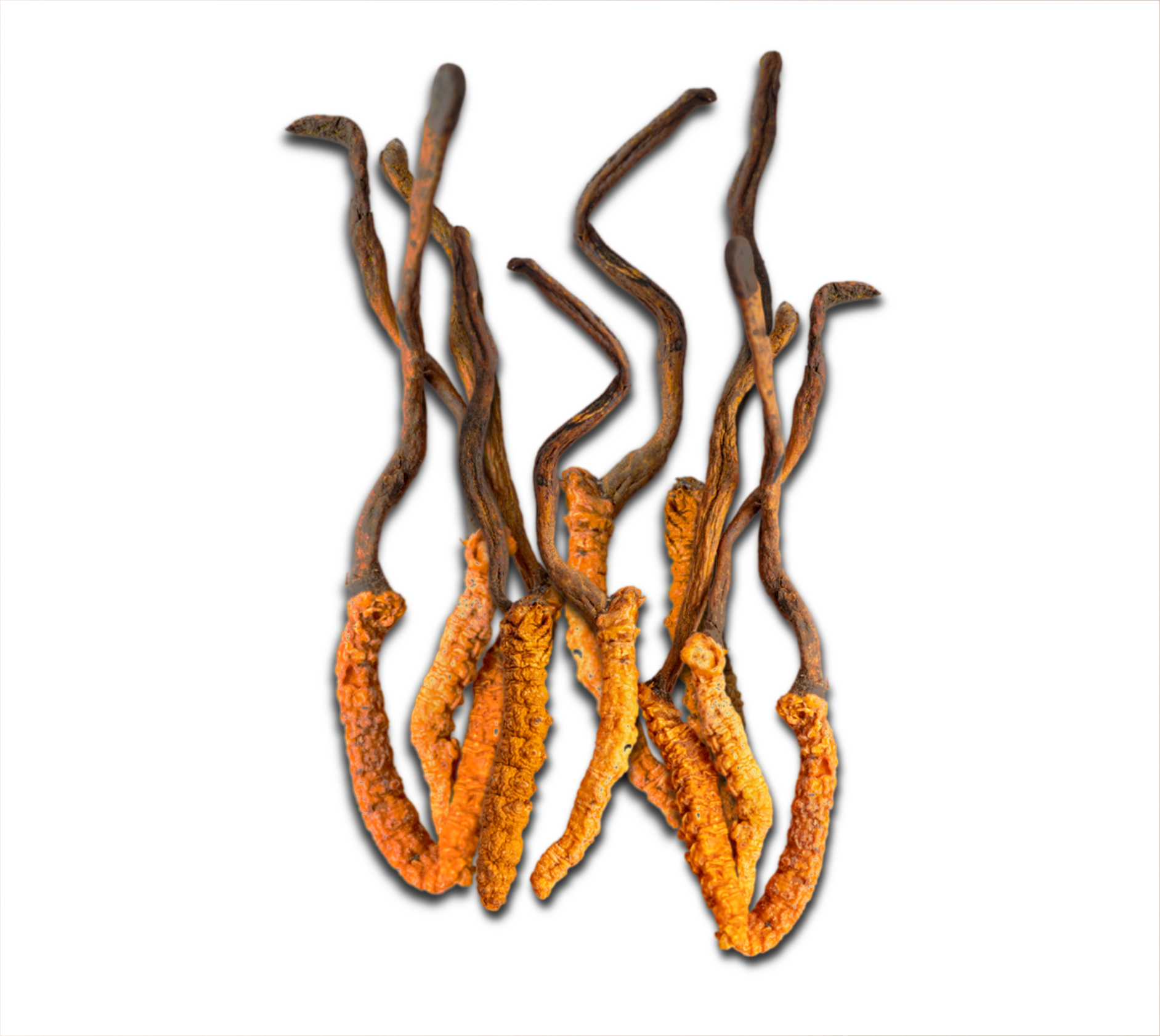 Image One