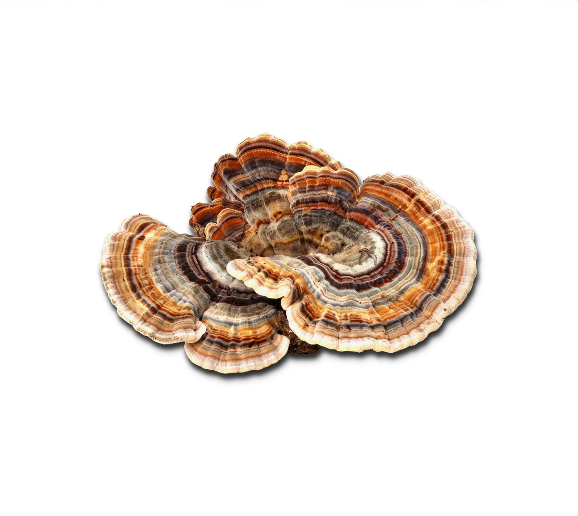 Image One