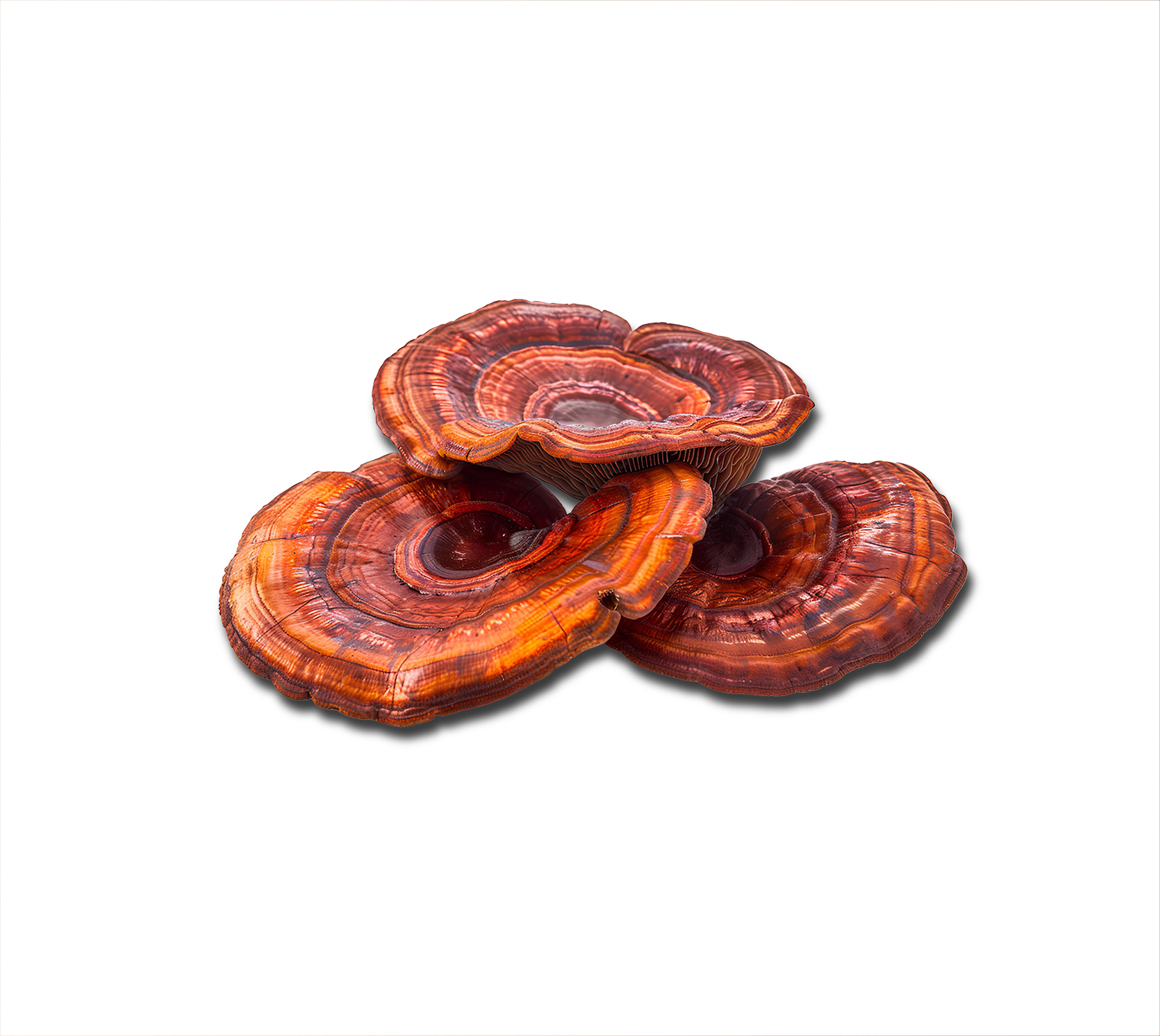 Image One