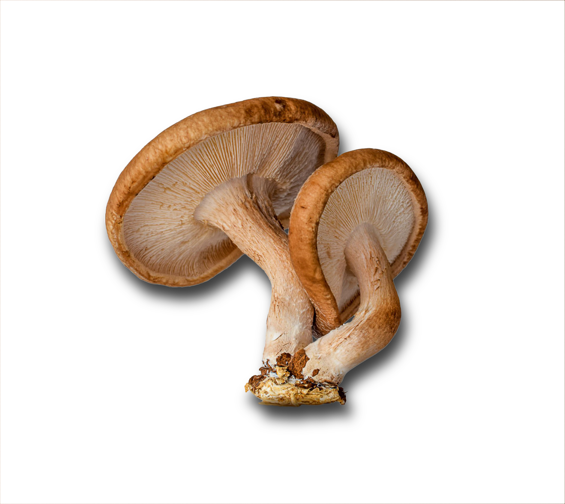 Image One