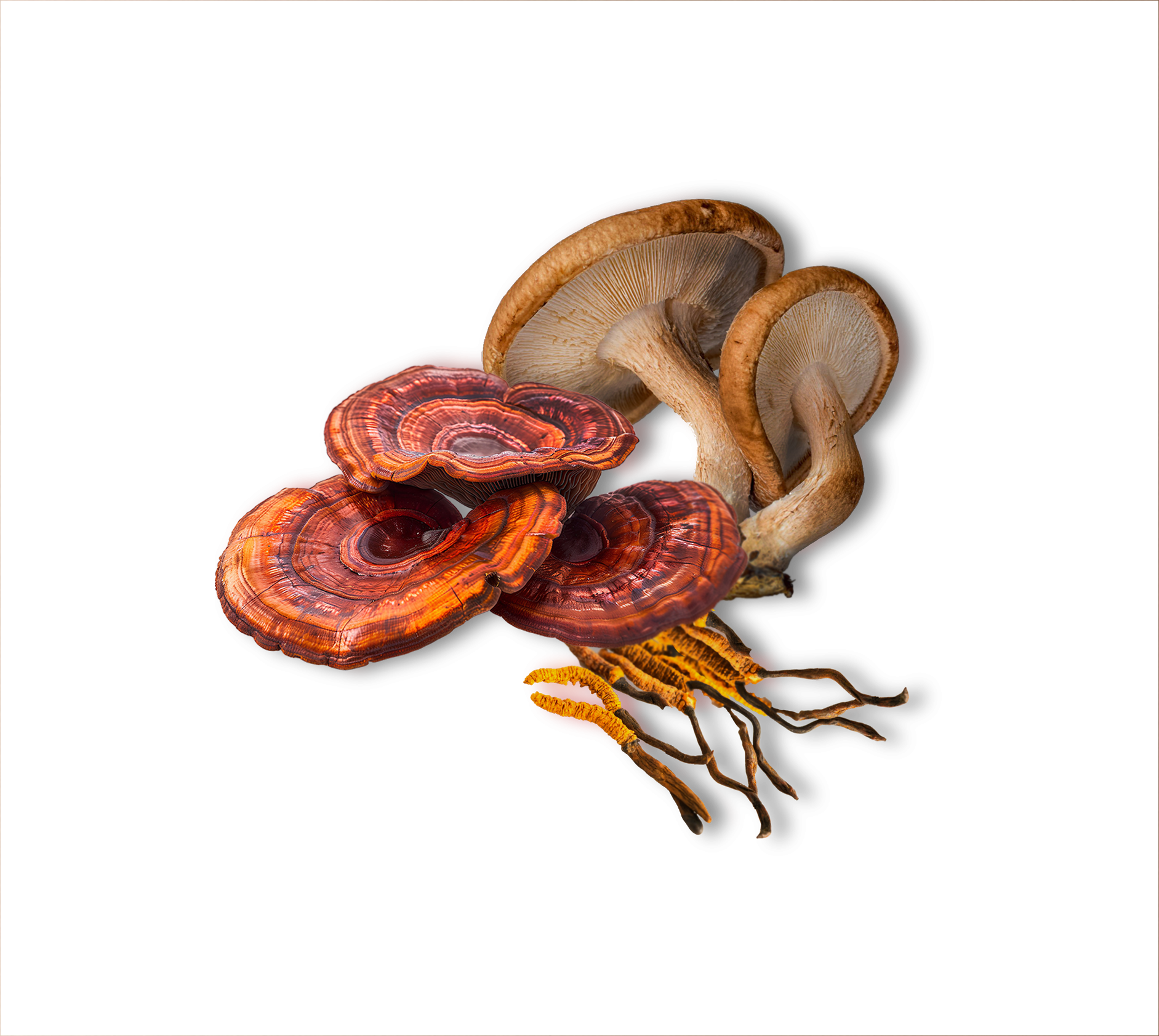 Image One