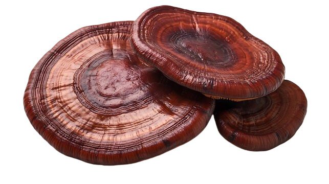 Mushroom Image